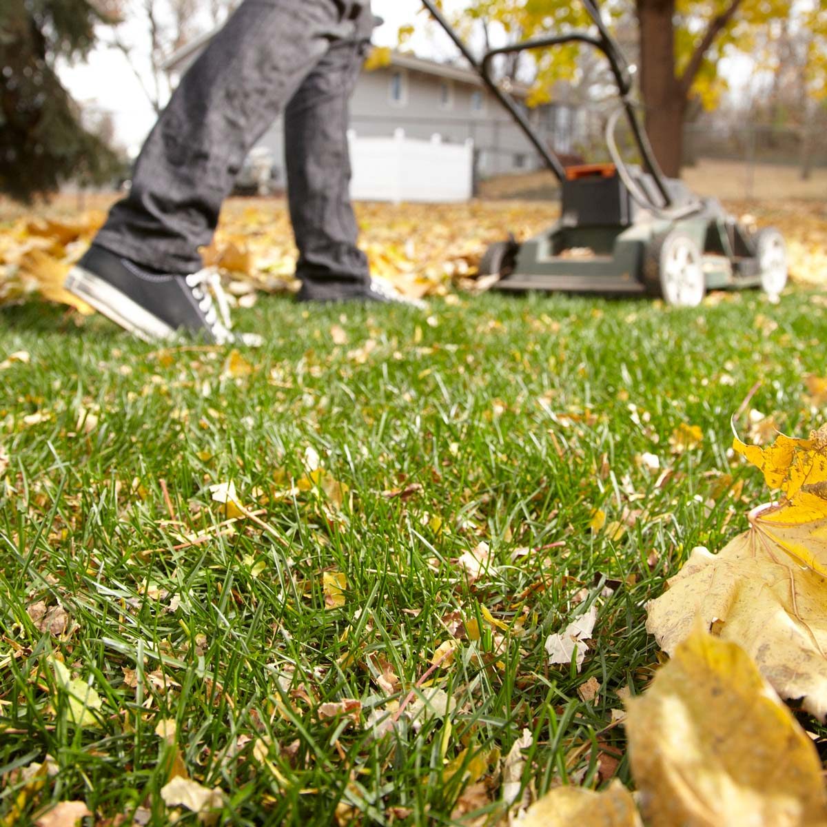 Leaf Lawn Fertilizer