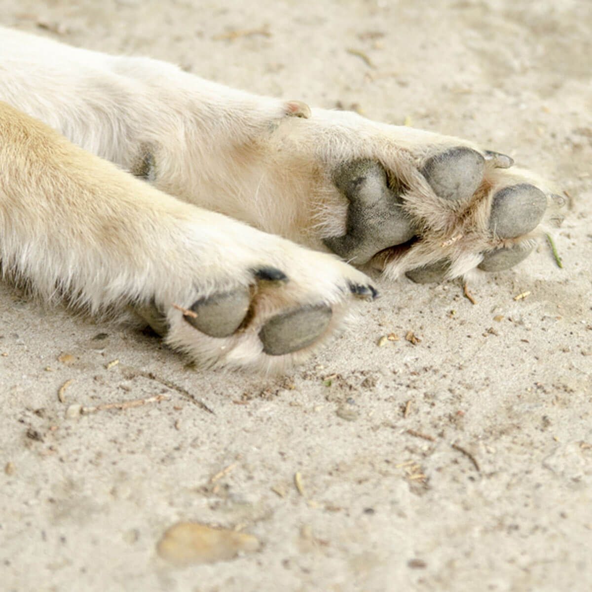 Keep Paws Clean