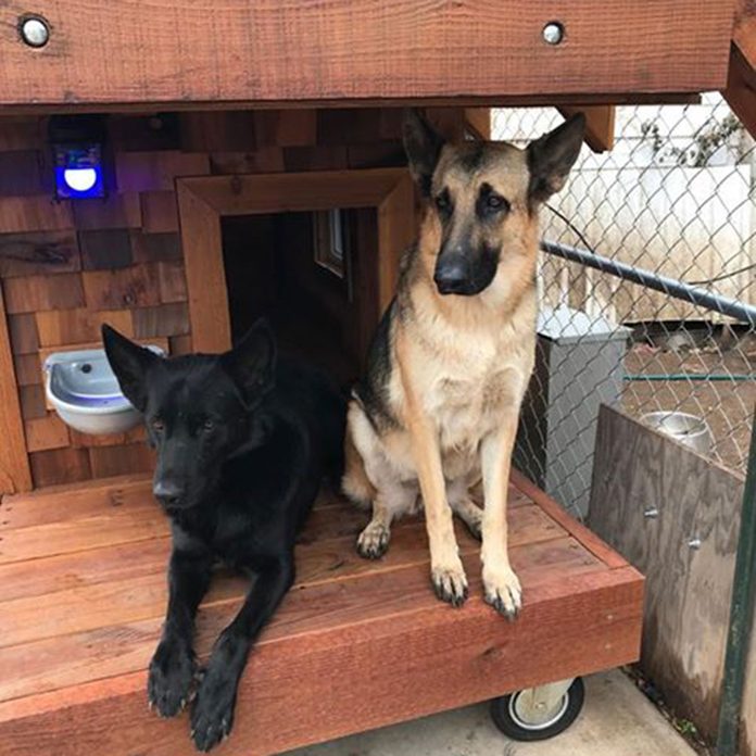 dogs enjoying dog house