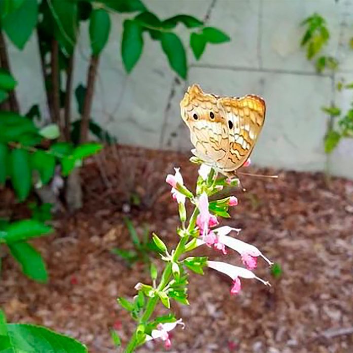 butterfly on salvia