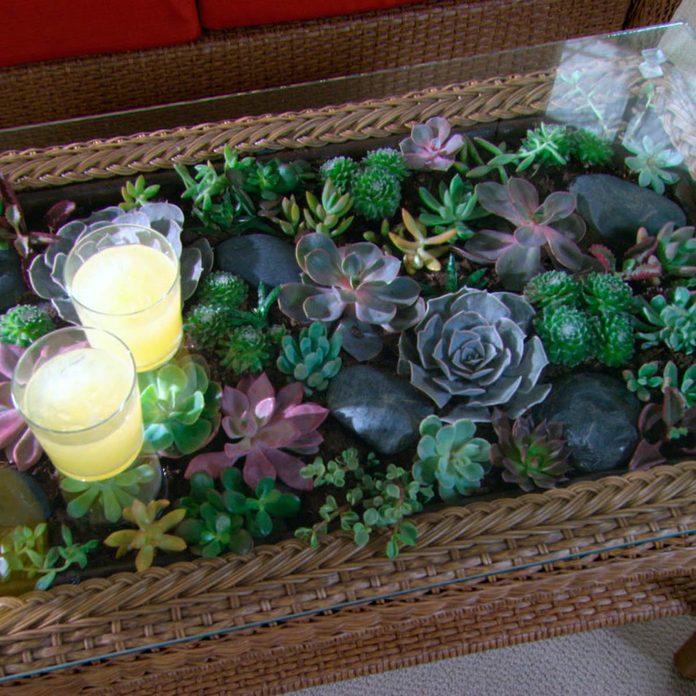 terrarium
