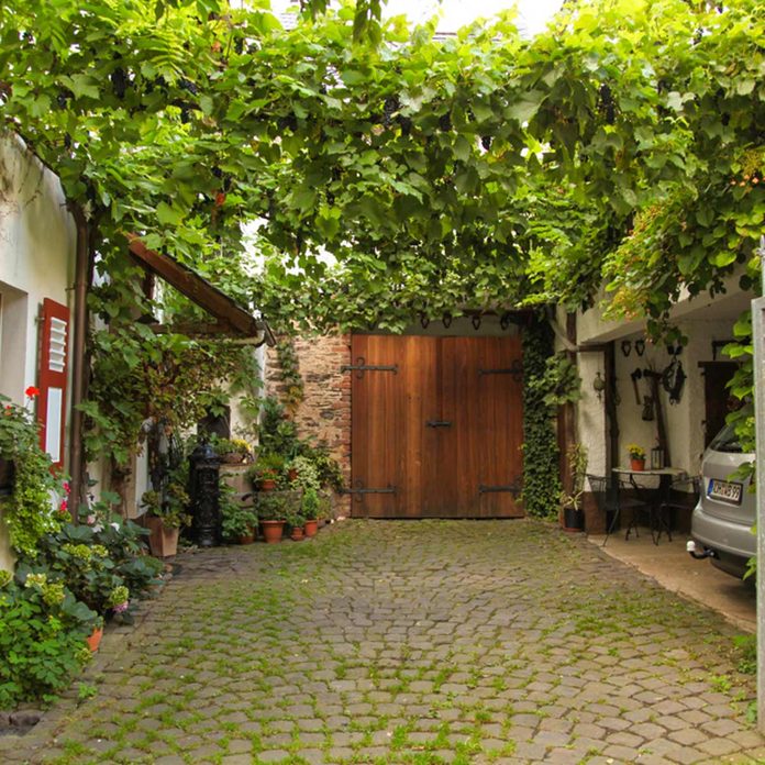 vines