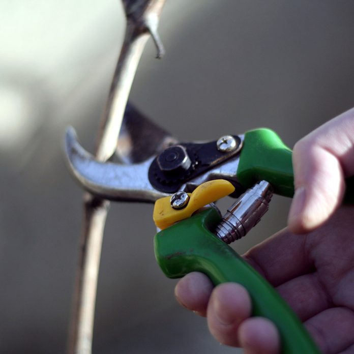 pruning