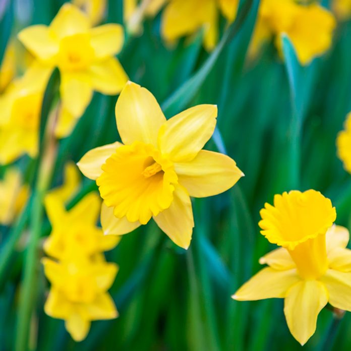 Daffodil