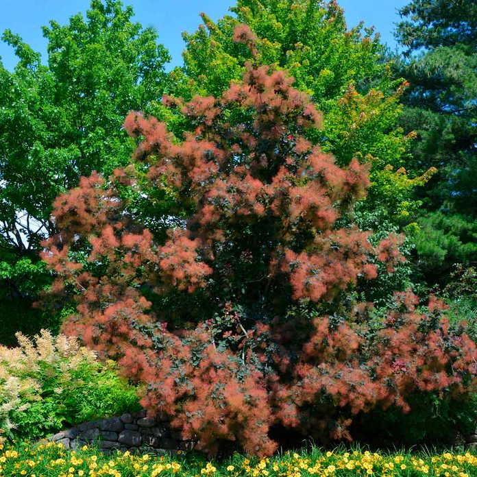 Cotinus