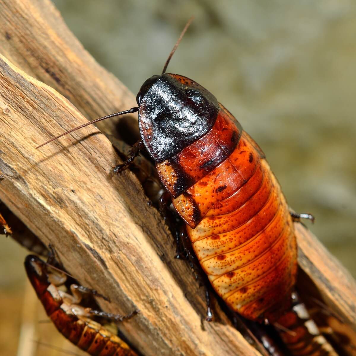 A large, reddish-brown cockroach clings to a rough piece of wood, with its long antennae extended, in a natural environment.