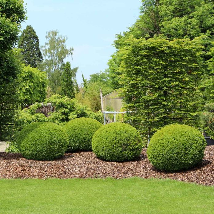 Boxwood
