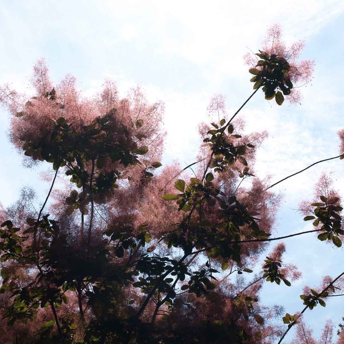 Smoketree