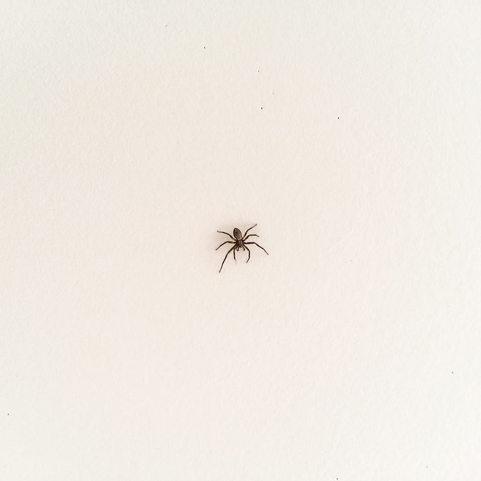 spider