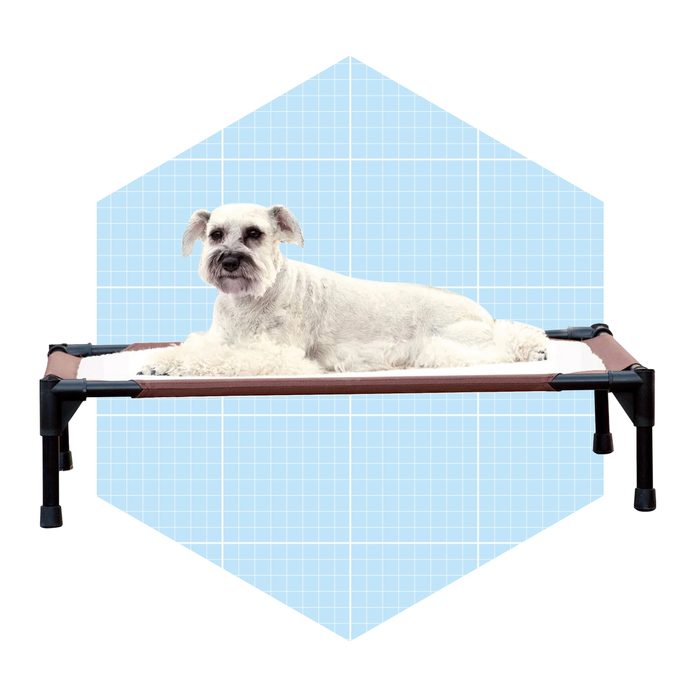 A small, white dog lies comfortably on a raised pet bed set against a light blue grid background.