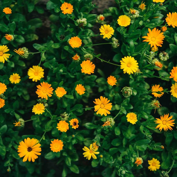 Calendula