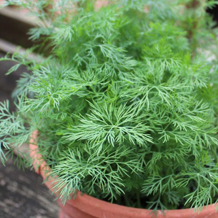 Dill