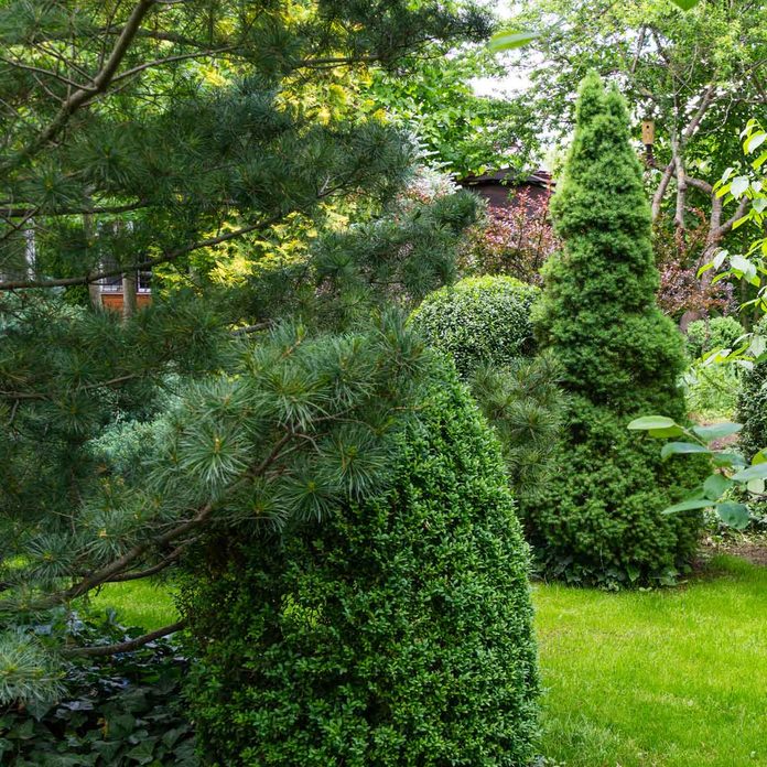 Spruce Variety