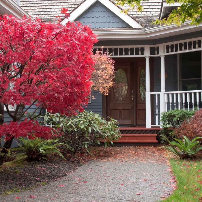 A vibrant red maple tree frames a concrete path leading to a wooden front door, surrounded by lush greenery on a cozy house.