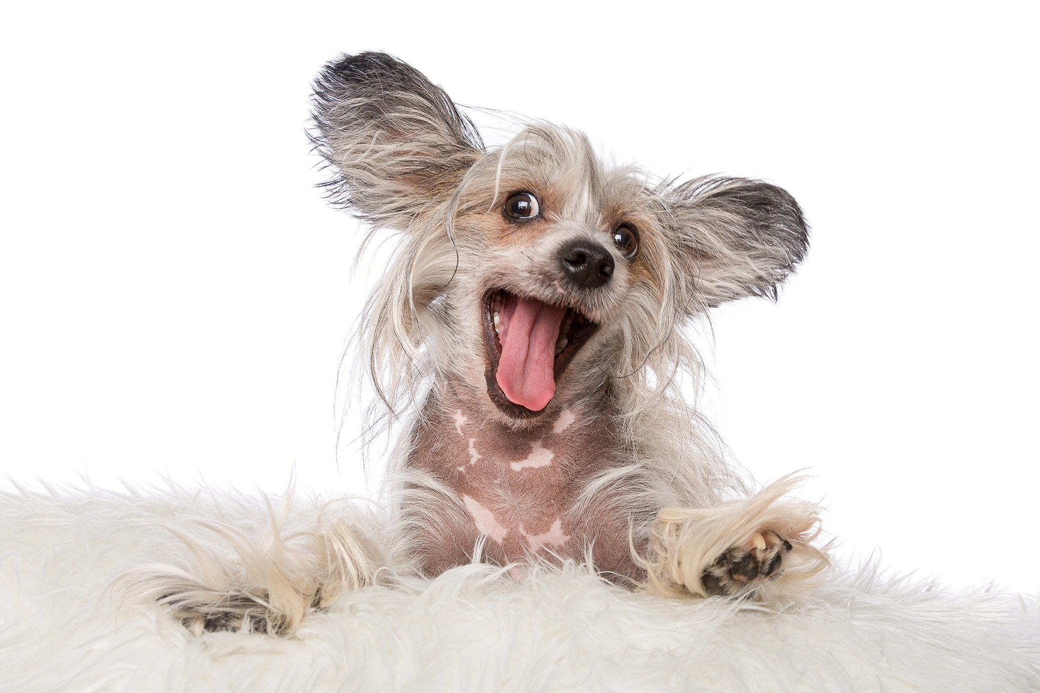 5 Tips for Getting Dog Smell Out of Your House