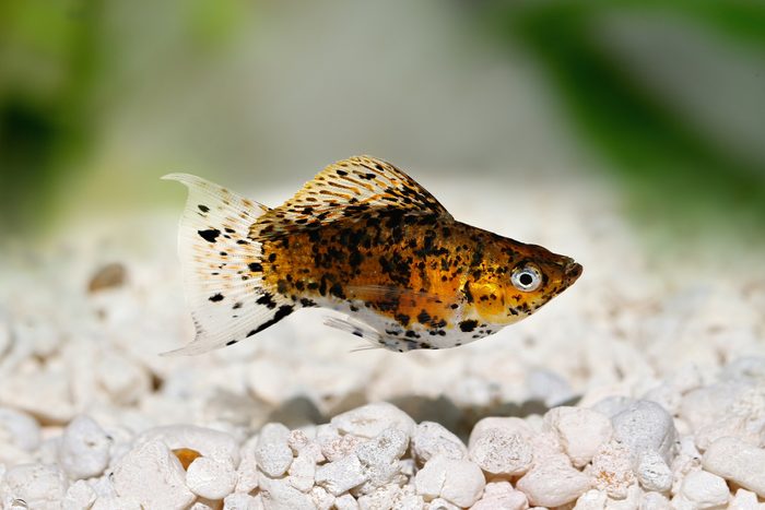 Dalmation Balloon Sailfin Molly Poecilia latipinna aquarium fish