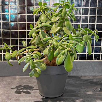 A green succulent plant with thick leaves sits in a gray pot, casting a shadow on a dark surface, against a shiny black tiled background.