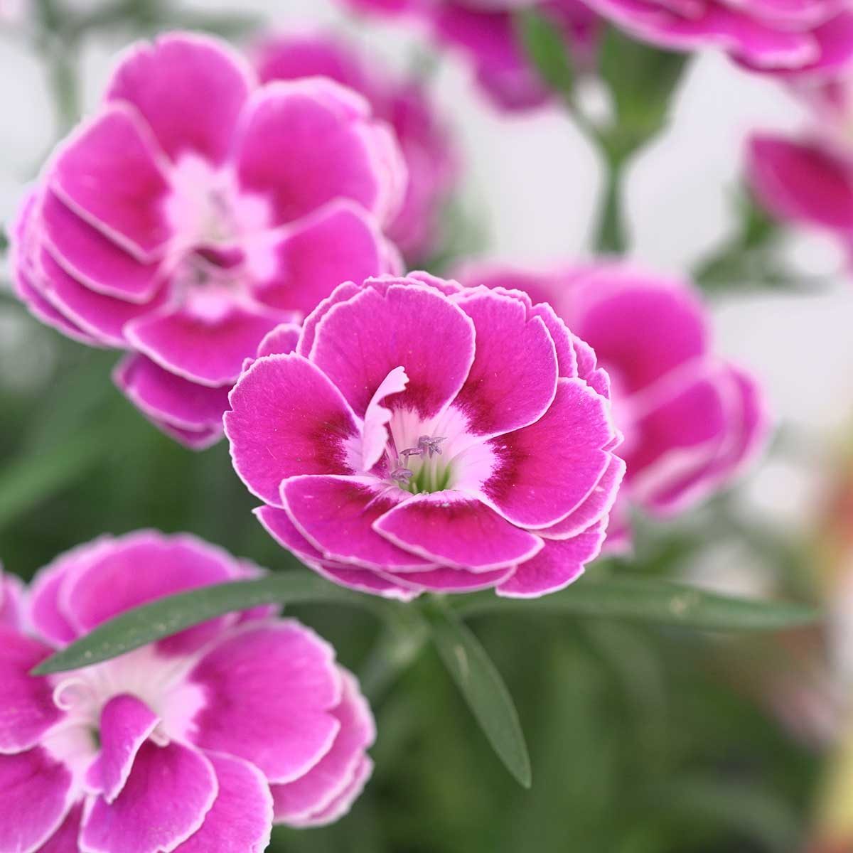 Dianthus Capitan Magnifica 2