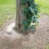 Why Grass Won’t Grow Under Your Trees—and How to Fix It